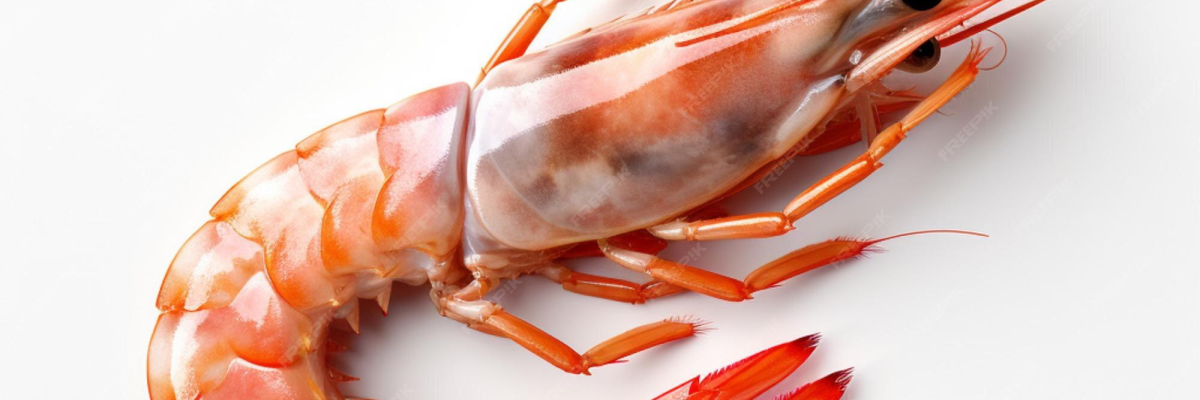 Crevette avec tête, carapace, queue et pinces.